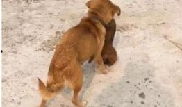 大狗最新爆料视频大全图片,视频大全图片揭秘幕后真相